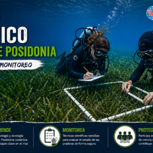 buceadores contando la posidonia